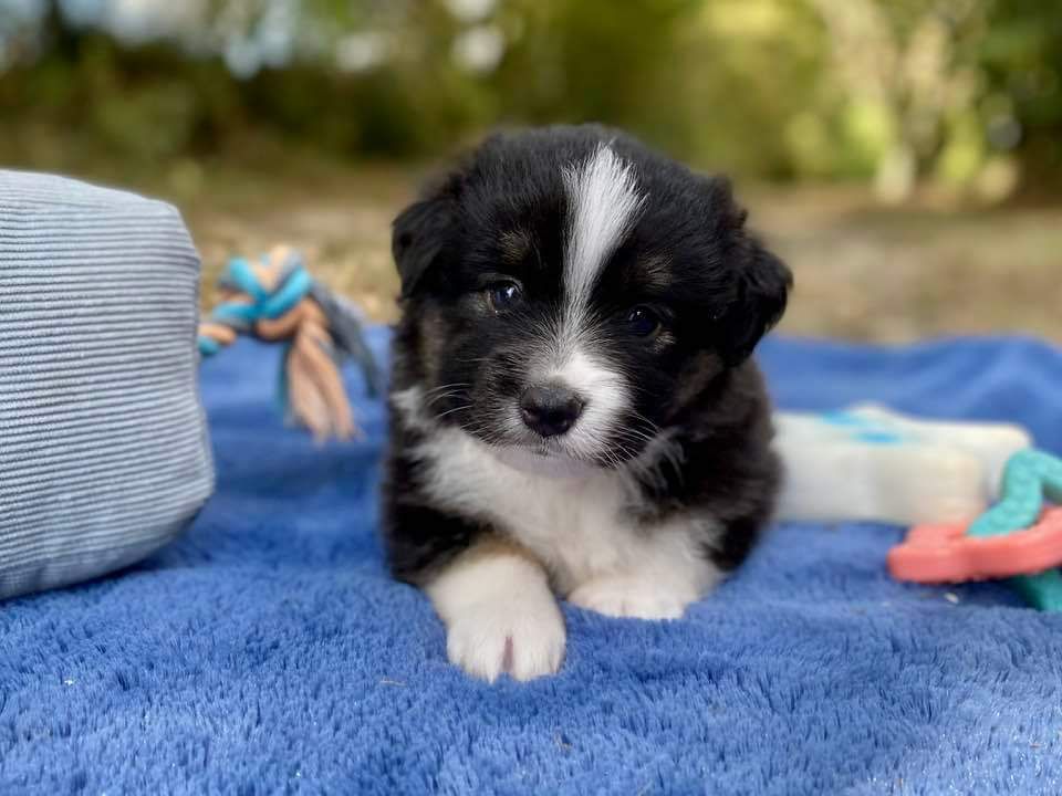 chiot Berger Américain Miniature  Du Domaine D'Helipon