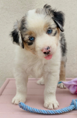 Femelle bleu merle 