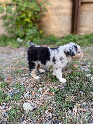 Femelle bleue merle petit gabarit 