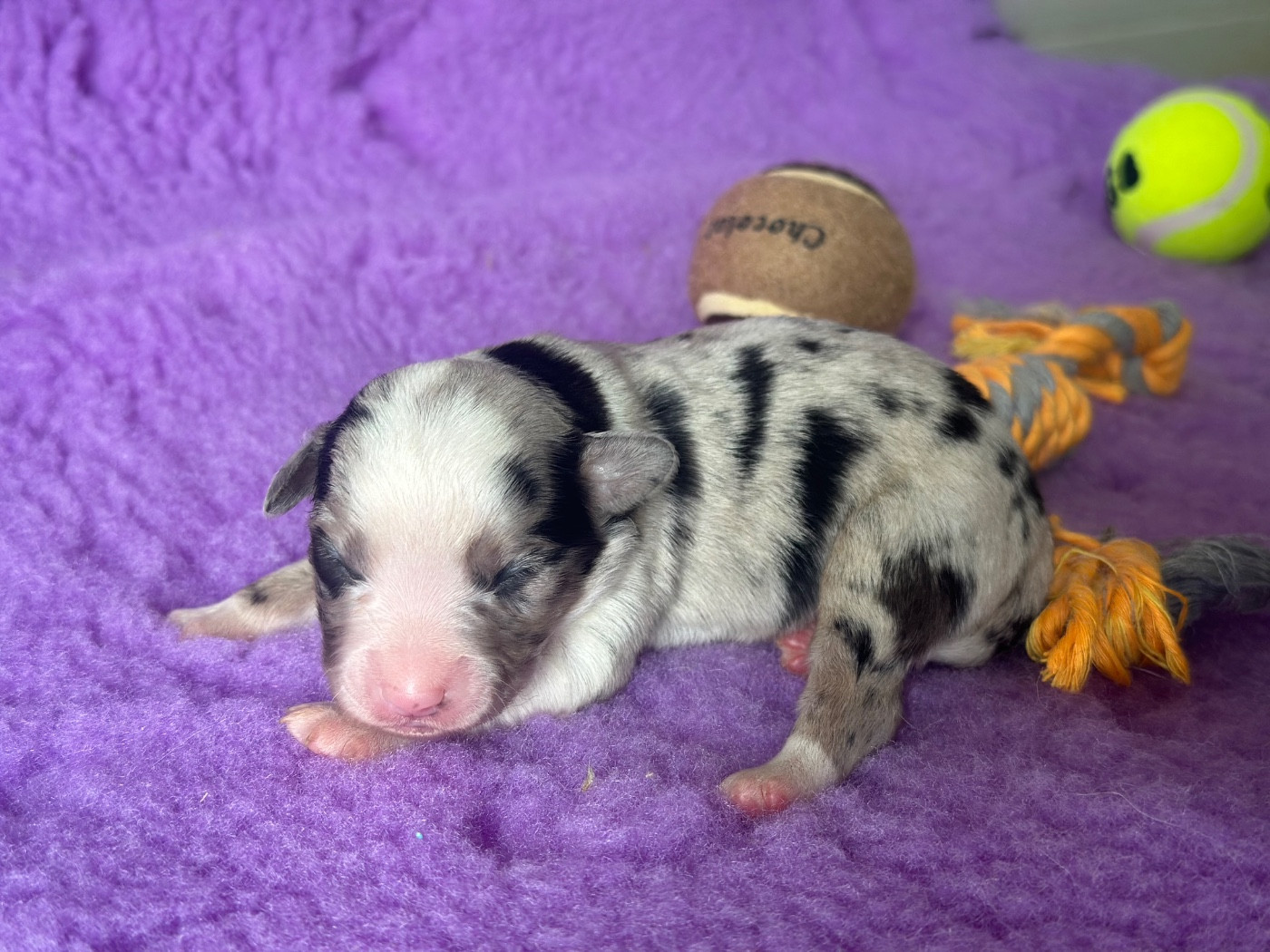 Du Domaine D'Helipon - Chiots disponibles - Berger Américain Miniature 