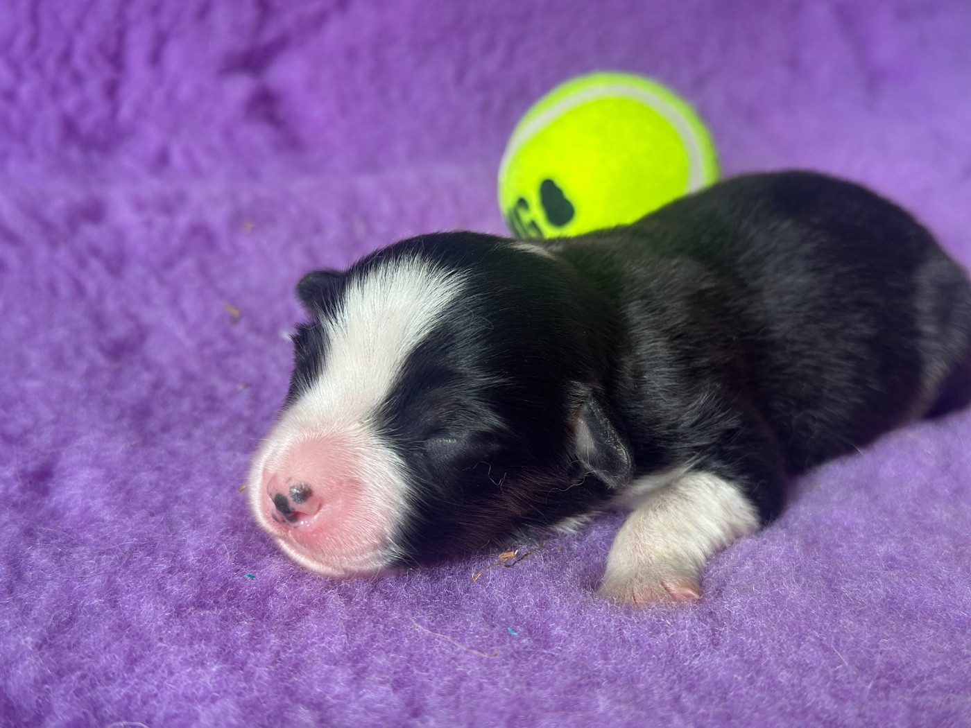 Du Domaine D'Helipon - Chiots disponibles - Berger Américain Miniature 