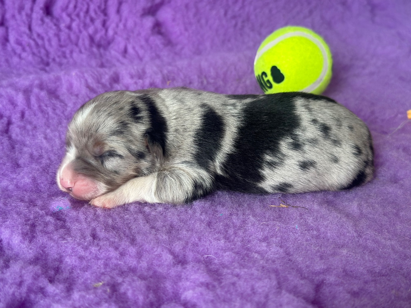 Du Domaine D'Helipon - Chiots disponibles - Berger Américain Miniature 