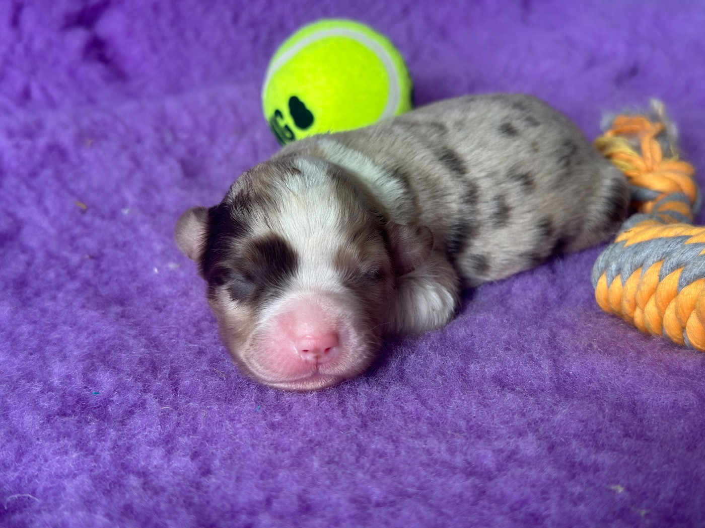 Du Domaine D'Helipon - Chiots disponibles - Berger Américain Miniature 
