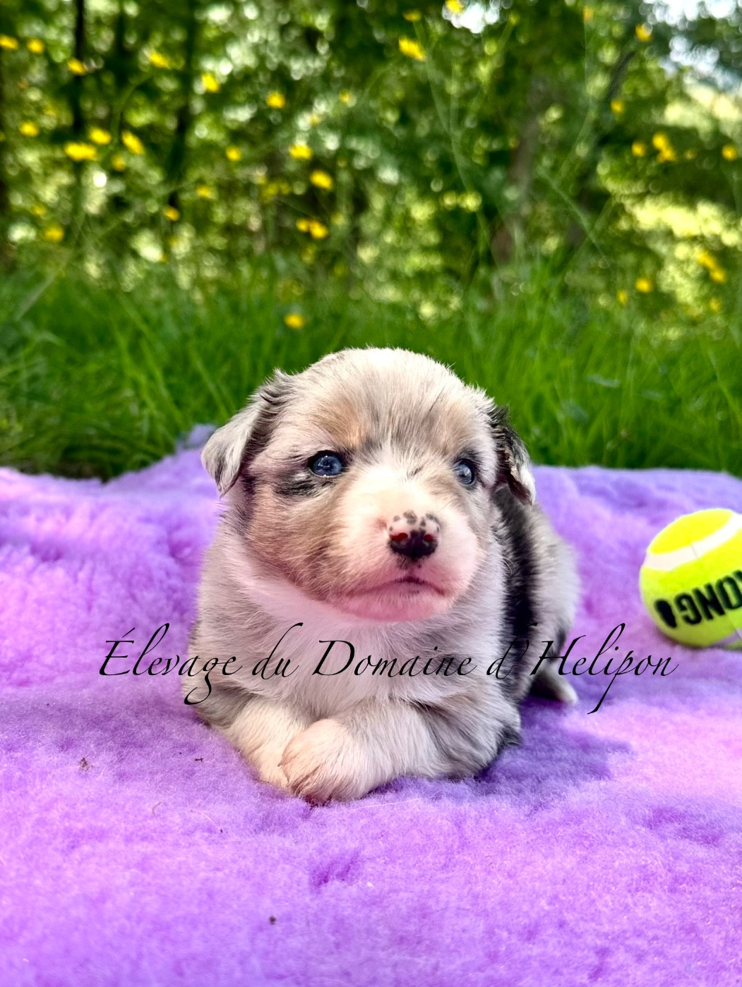 Du Domaine D'Helipon - Chiots disponibles - Berger Américain Miniature 