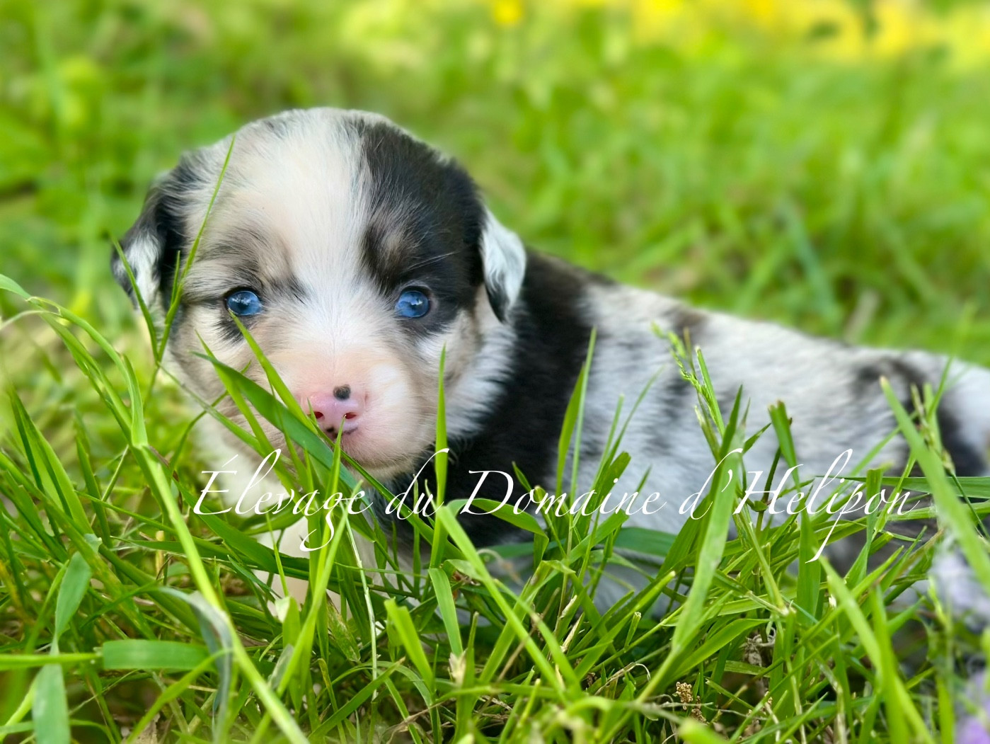 Du Domaine D'Helipon - Chiots disponibles - Berger Américain Miniature 