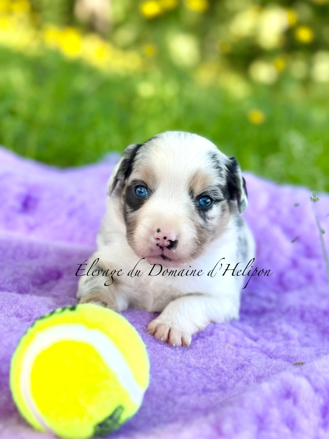 Du Domaine D'Helipon - Chiots disponibles - Berger Américain Miniature 