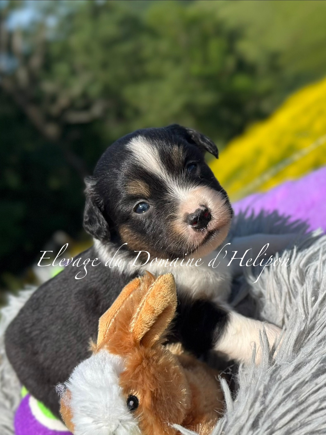 Du Domaine D'Helipon - Chiots disponibles - Berger Américain Miniature 