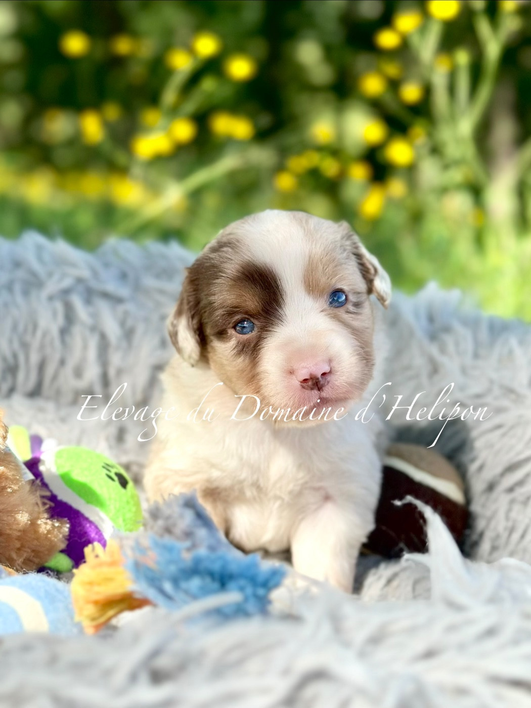 Du Domaine D'Helipon - Chiots disponibles - Berger Américain Miniature 