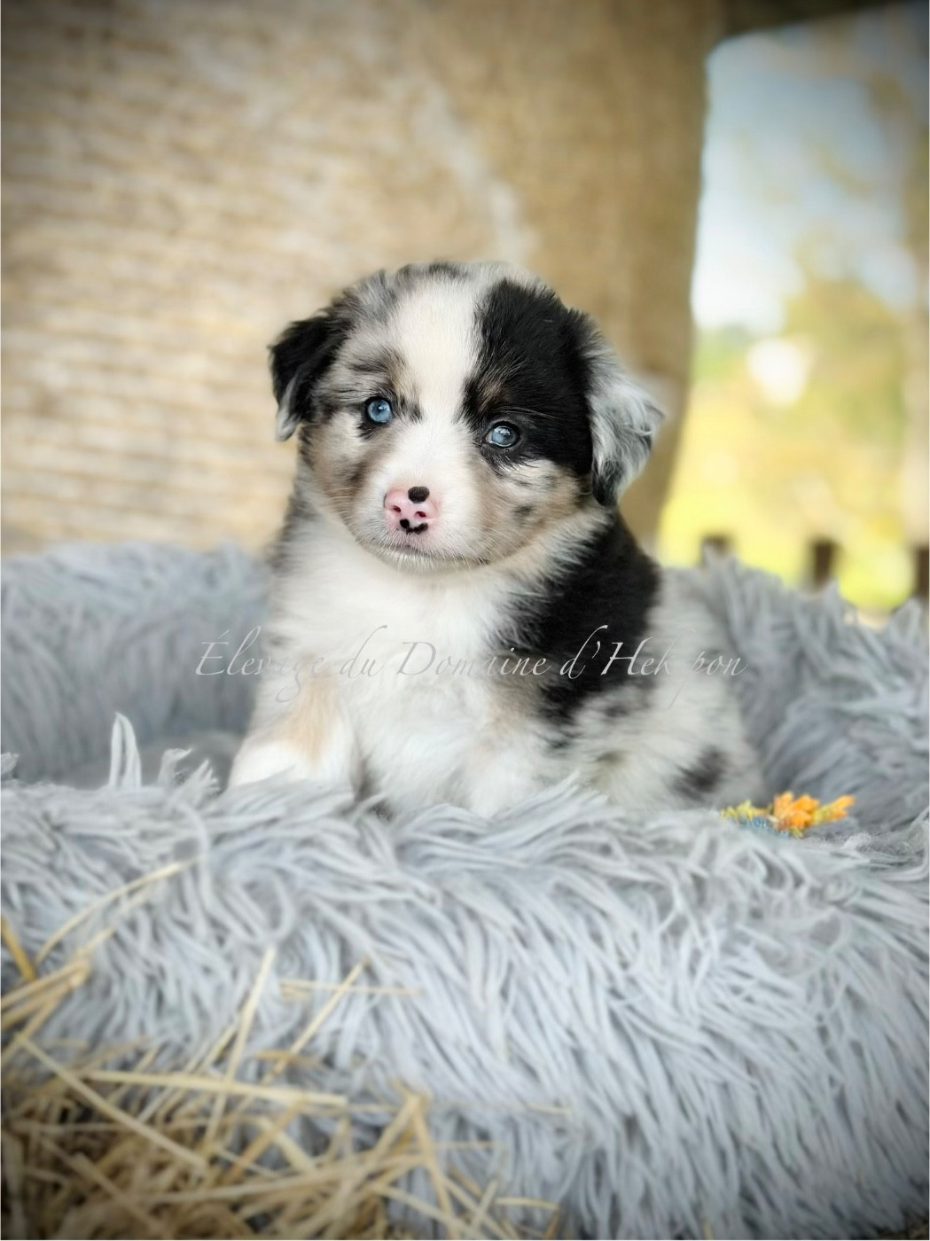 Du Domaine D'Helipon - Chiots disponibles - Berger Américain Miniature 