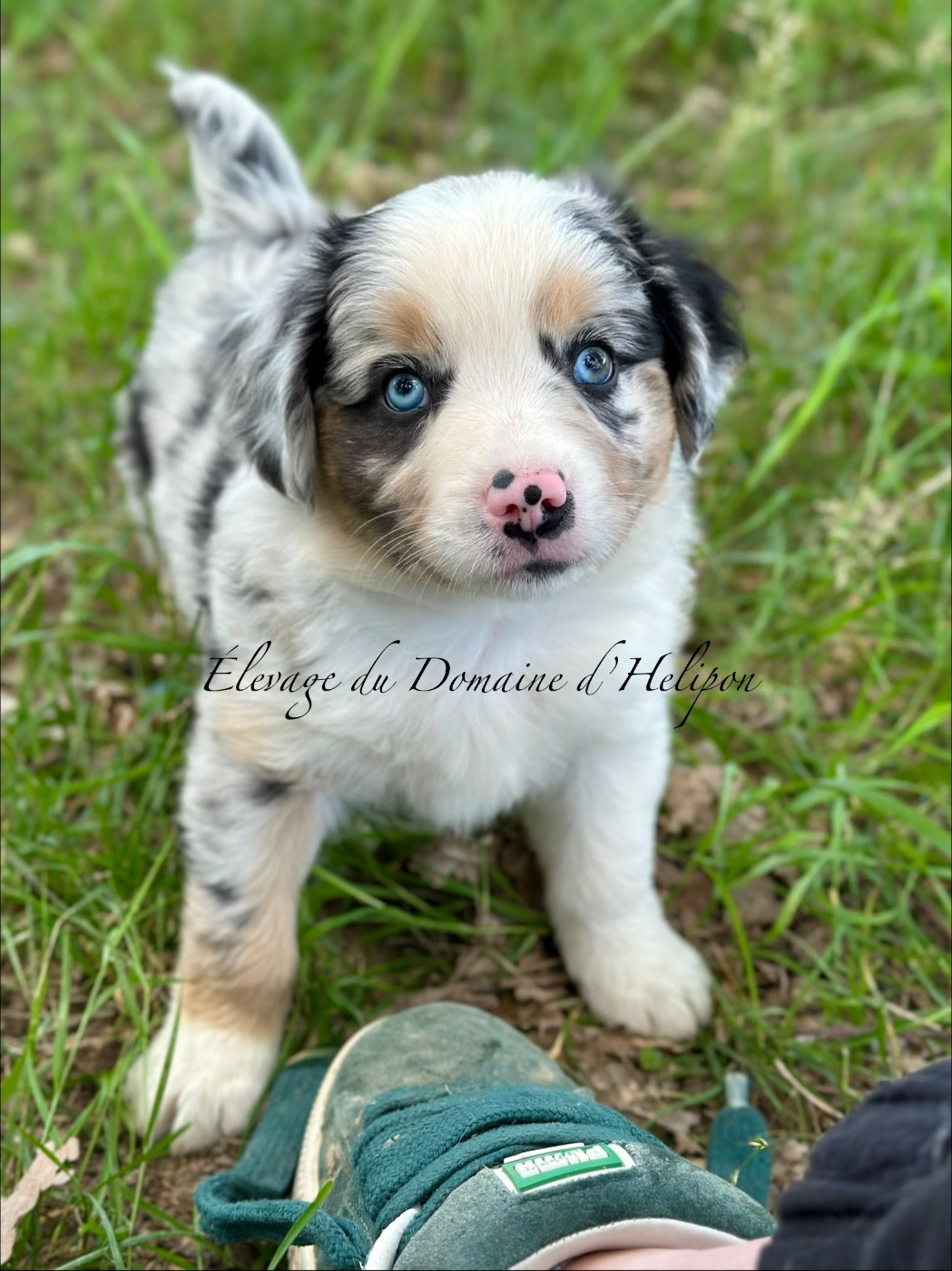 Du Domaine D'Helipon - Chiots disponibles - Berger Américain Miniature 