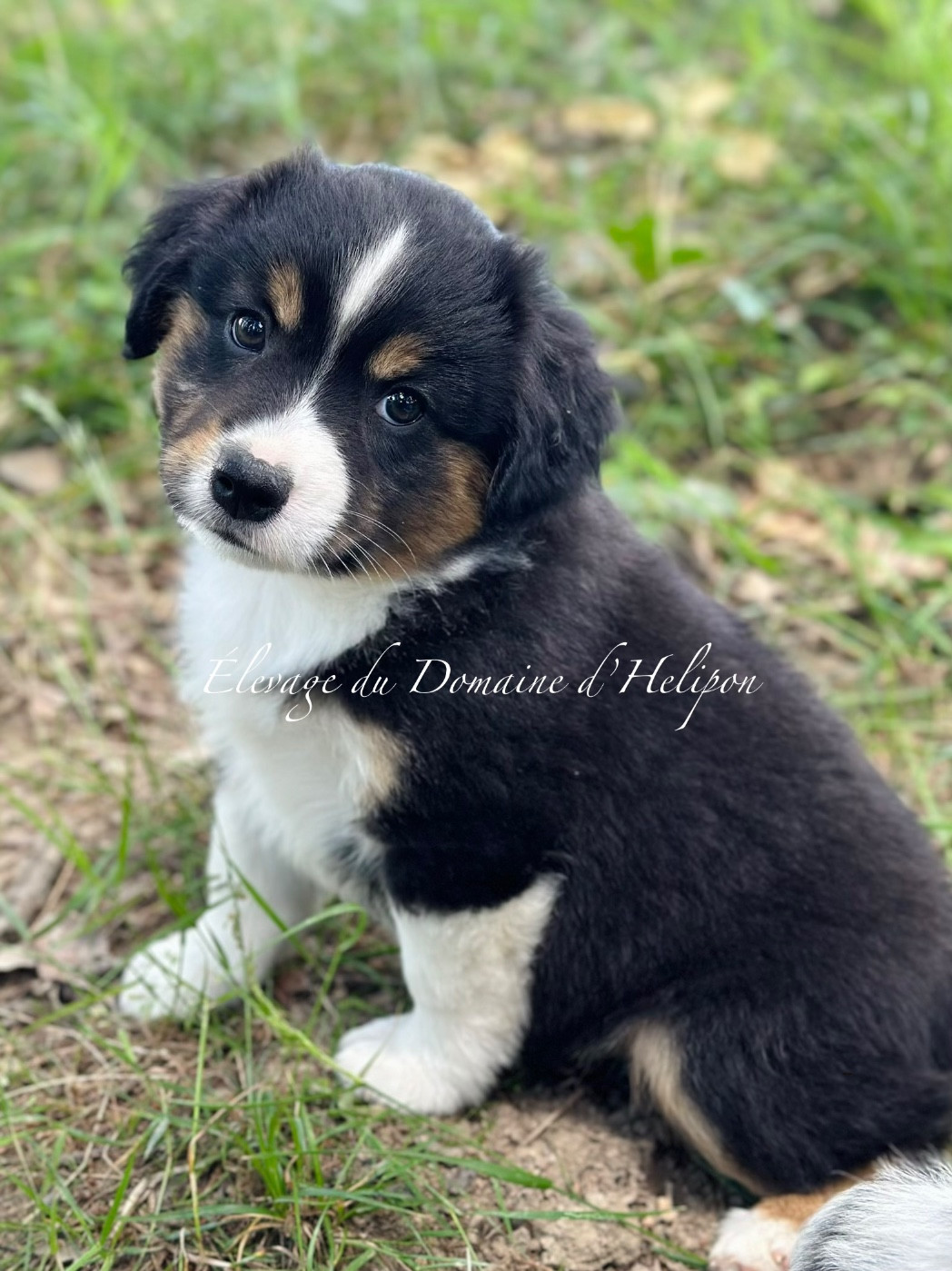 Du Domaine D'Helipon - Chiots disponibles - Berger Américain Miniature 