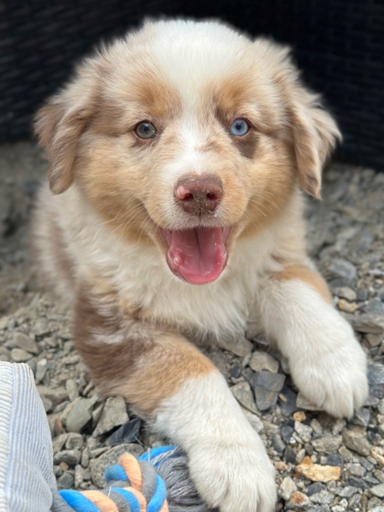 Du Domaine D'Helipon - Berger Américain Miniature  - Portée née le 05/06/2024