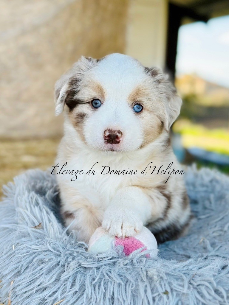 Du Domaine D'Helipon - Chiots disponibles - Berger Américain Miniature 