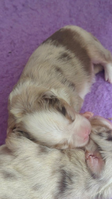 Femelle rouge merle