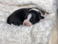 CHIOT