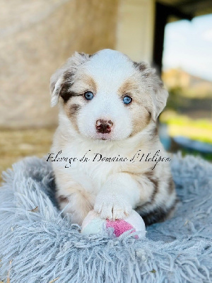 Arya - Femelle rouge merle