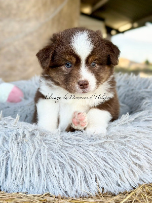 Ayko - Male rouge tricolore