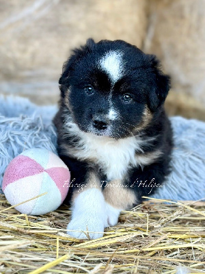 Atchoum - Male noir tricolore