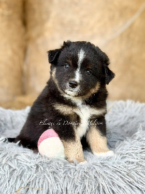 Aston - Male noir tricolore