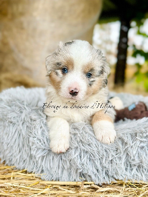 Aïko - Male bleu merle
