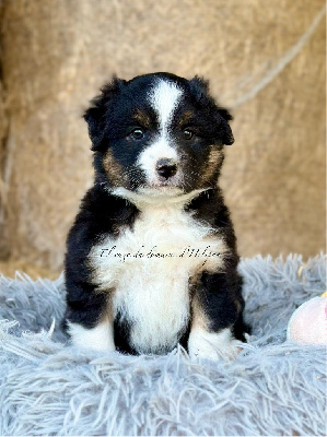 Ayla - Femelle noire tricolore