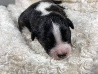 CHIOT
