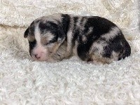 CHIOT