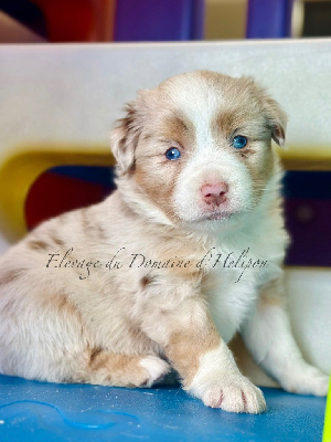 Awaï - Femelle rouge merle