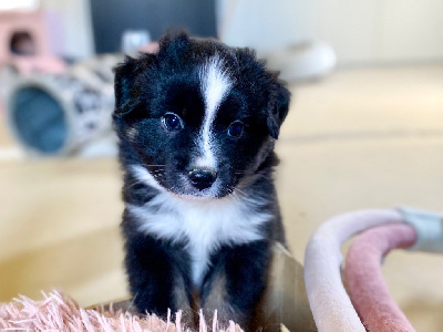 Jack